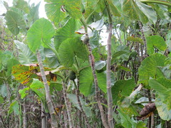 Montrichardia linifera