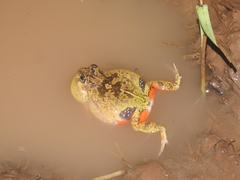 Pleurodema brachyops