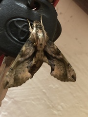 Eupanacra