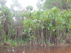 Montrichardia linifera