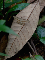 Heteralex rectilineata