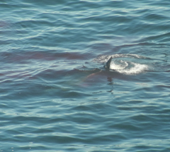 Carcharodon carcharias