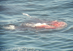 Carcharodon carcharias