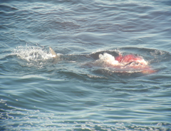 Carcharodon carcharias