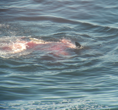 Carcharodon carcharias