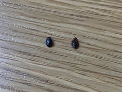 Cimex lectularius