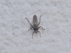 Pseudolynchia canariensis