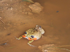 Pleurodema brachyops