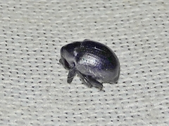 Cleogonus