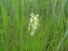 Platanthera leucophaea