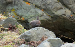 Scytalopus magellanicus
