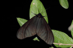 Dysschema leucophaea