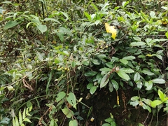 Photinia parvifolia