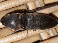 Conoderus partitus
