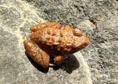 Anura