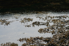 Fucus distichus edentatus