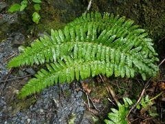 Polystichum setigerum