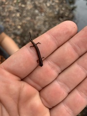 Eurycea quadridigitata