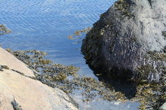 Fucus distichus edentatus