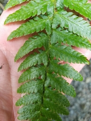 Polystichum setigerum