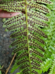 Polystichum setigerum