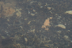 Fucus distichus edentatus
