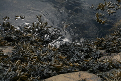 Fucus distichus edentatus