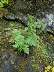Cryptogramma sitchensis