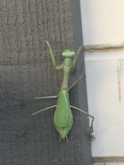 Stagmomantis limbata