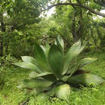 Agave bovicornuta