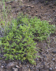 Juniperus rigida