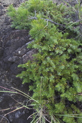 Juniperus rigida