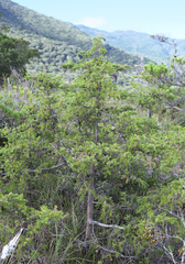Juniperus rigida