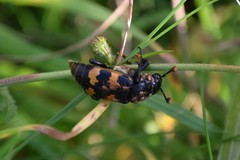 Nicrophorus interruptus