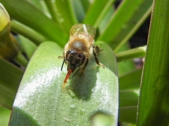 Apis mellifera