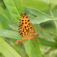Boloria perryi