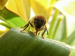 Apis mellifera