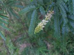 Mimosa tenuiflora