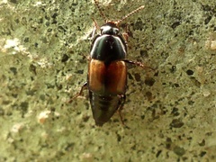 Tachinus fimbriatus