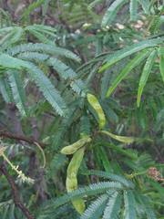 Mimosa tenuiflora