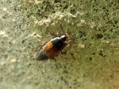 Tachinus fimbriatus