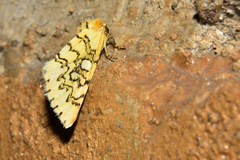 Chrysoecia dela