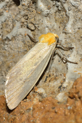 Chrysoecia thoracica