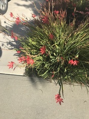 Hesperantha coccinea
