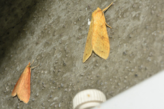 Lophocampa annulosa