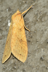 Lophocampa annulosa