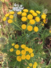 Tanacetum vulgare