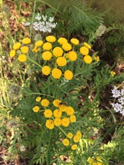 Tanacetum vulgare