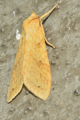 Lophocampa annulosa
