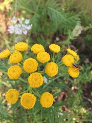 Tanacetum vulgare